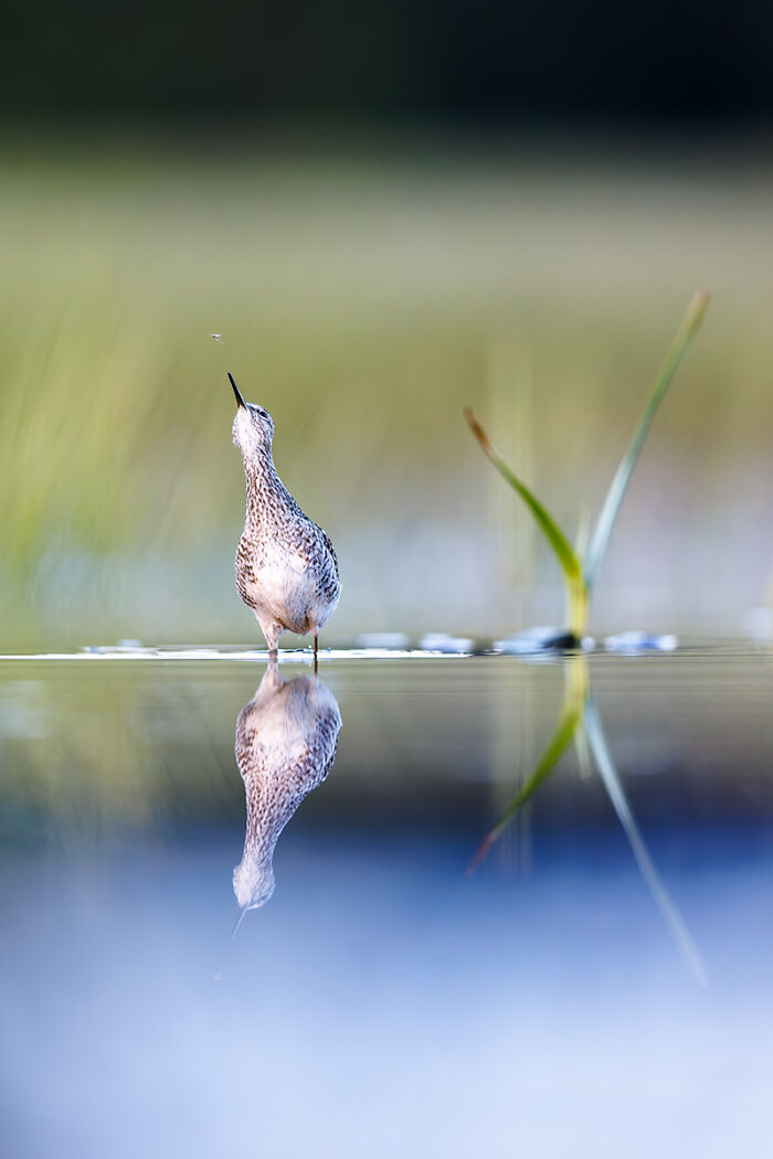You Won’t Believe These 84 Wild Animal Pics From The 2025 Chromatic Awards!