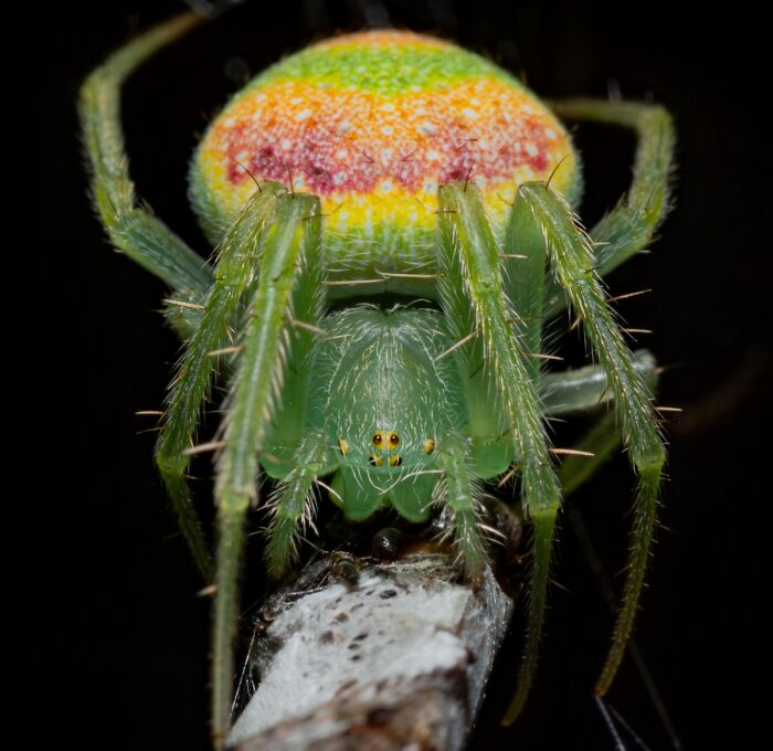You Won’t Believe These 84 Wild Animal Pics From The 2025 Chromatic Awards!