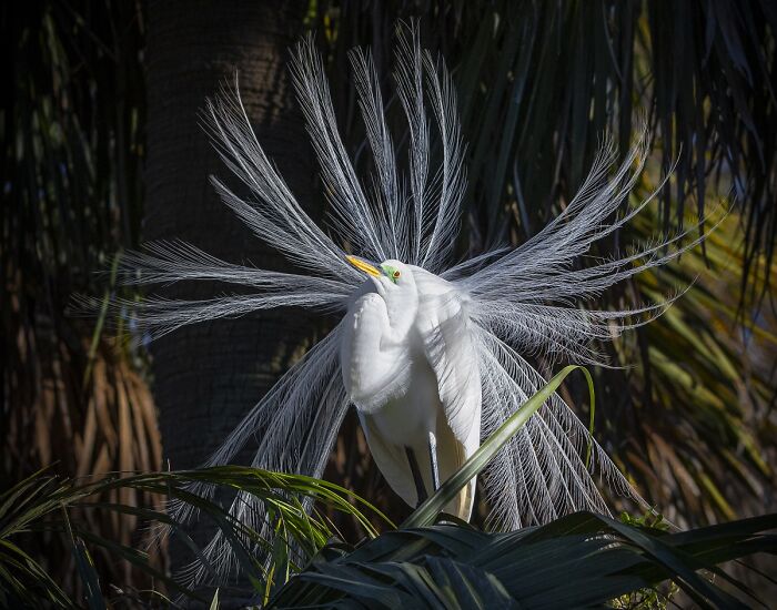 You Won’t Believe These 84 Wild Animal Pics From The 2025 Chromatic Awards!
