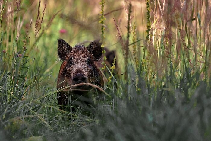 You Won’t Believe These 84 Wild Animal Pics From The 2025 Chromatic Awards!
