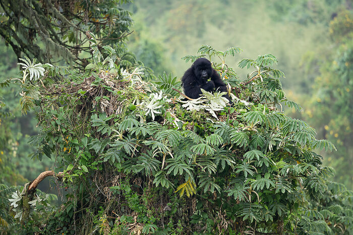 You Won’t Believe These 84 Wild Animal Pics From The 2025 Chromatic Awards!