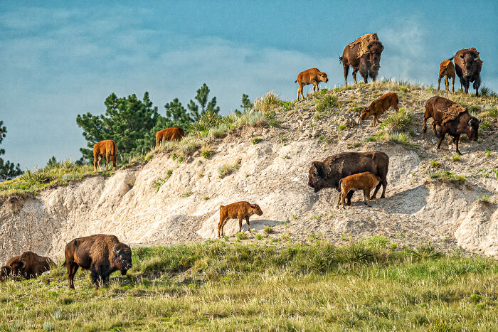 You Won’t Believe These 84 Wild Animal Pics From The 2025 Chromatic Awards!