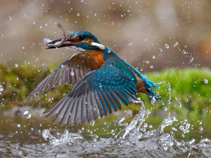 You Won’t Believe These 84 Wild Animal Pics From The 2025 Chromatic Awards!