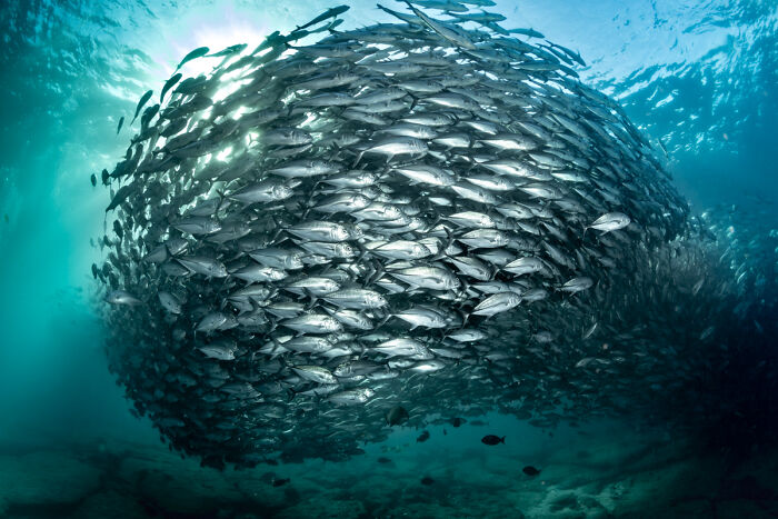 You Won’t Believe These 84 Wild Animal Pics From The 2025 Chromatic Awards!