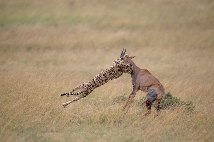 You Won’t Believe These 84 Wild Animal Pics From The 2025 Chromatic Awards!