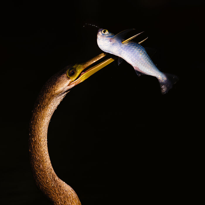 You Won’t Believe These 84 Wild Animal Pics From The 2025 Chromatic Awards!