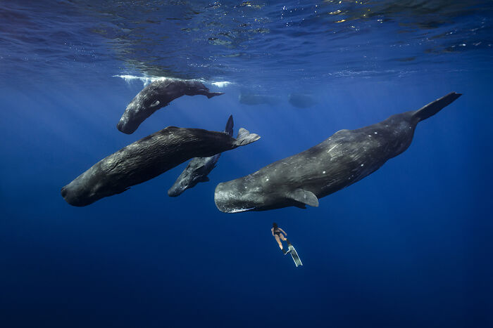 You Won’t Believe These 84 Wild Animal Pics From The 2025 Chromatic Awards!