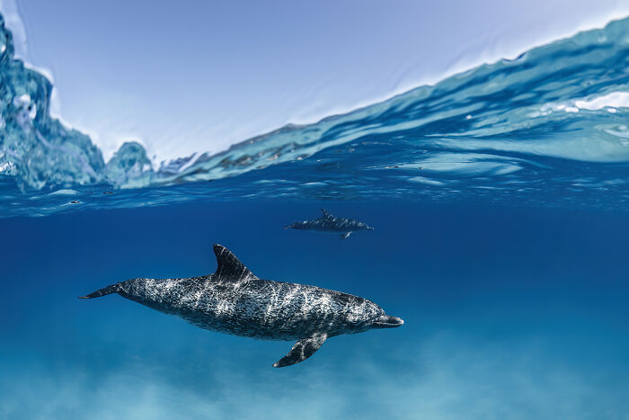 You Won’t Believe These 84 Wild Animal Pics From The 2025 Chromatic Awards!
