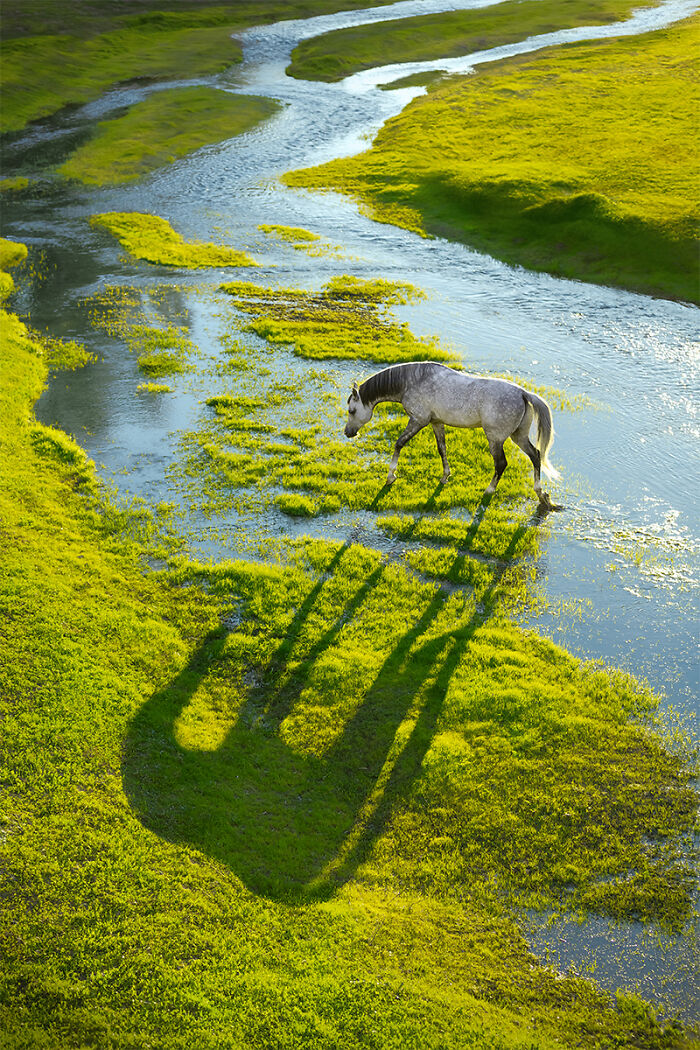 You Won’t Believe These 84 Wild Animal Pics From The 2025 Chromatic Awards!