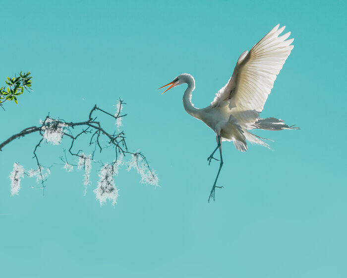 You Won’t Believe These 84 Wild Animal Pics From The 2025 Chromatic Awards!