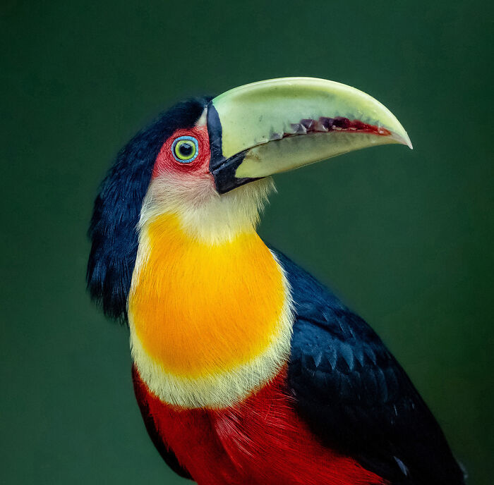 You Won’t Believe These 84 Wild Animal Pics From The 2025 Chromatic Awards!