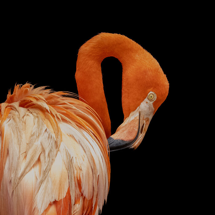 You Won’t Believe These 84 Wild Animal Pics From The 2025 Chromatic Awards!