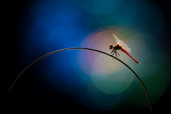You Won’t Believe These 84 Wild Animal Pics From The 2025 Chromatic Awards!