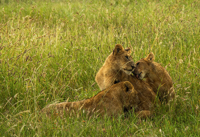 You Won’t Believe These 84 Wild Animal Pics From The 2025 Chromatic Awards!