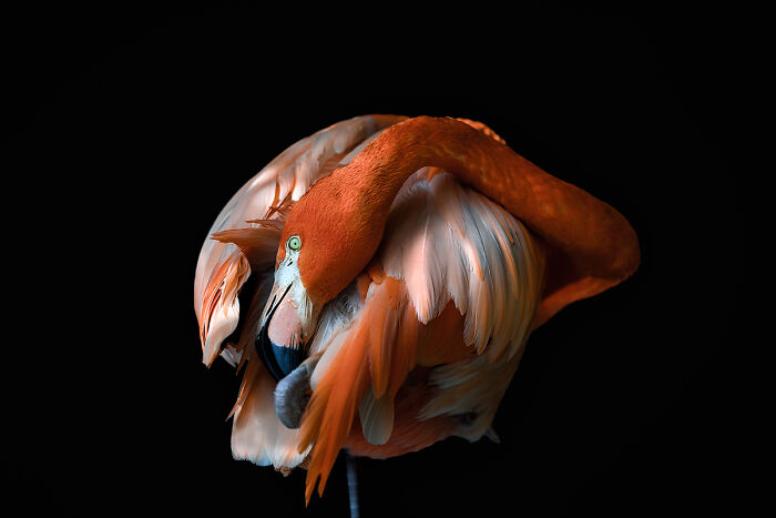 You Won’t Believe These 84 Wild Animal Pics From The 2025 Chromatic Awards!