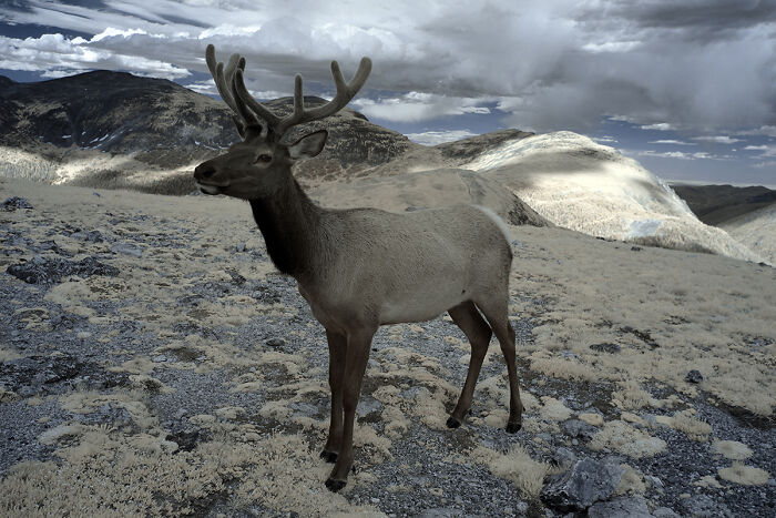 You Won’t Believe These 84 Wild Animal Pics From The 2025 Chromatic Awards!