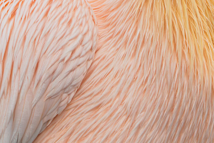 You Won’t Believe These 84 Wild Animal Pics From The 2025 Chromatic Awards!