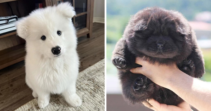40 Puppies So Cute They’ll Totally Make You Smile (We Dare You Not To!)