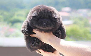 40 Puppies So Cute They’ll Totally Make You Smile (We Dare You Not To!)