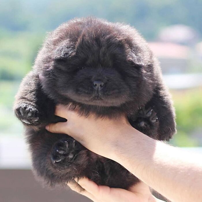 40 Puppies So Cute They’ll Totally Make You Smile (We Dare You Not To!)