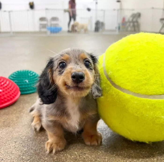 40 Puppies So Cute They’ll Totally Make You Smile (We Dare You Not To!)