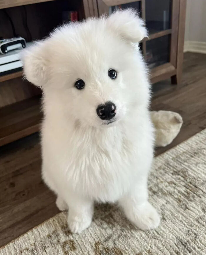 40 Puppies So Cute They’ll Totally Make You Smile (We Dare You Not To!)
