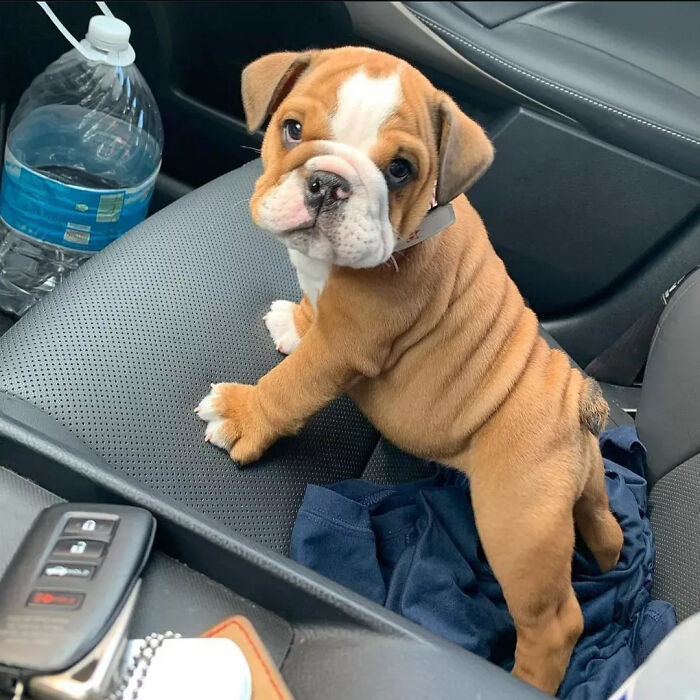 40 Puppies So Cute They’ll Totally Make You Smile (We Dare You Not To!)