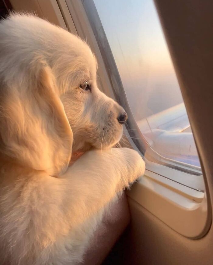 40 Puppies So Cute They’ll Totally Make You Smile (We Dare You Not To!)