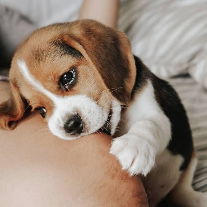 40 Puppies So Cute They’ll Totally Make You Smile (We Dare You Not To!)