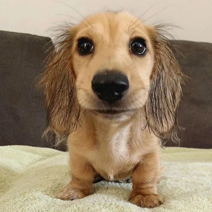 40 Puppies So Cute They’ll Totally Make You Smile (We Dare You Not To!)