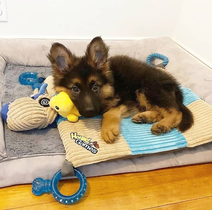 40 Puppies So Cute They’ll Totally Make You Smile (We Dare You Not To!)