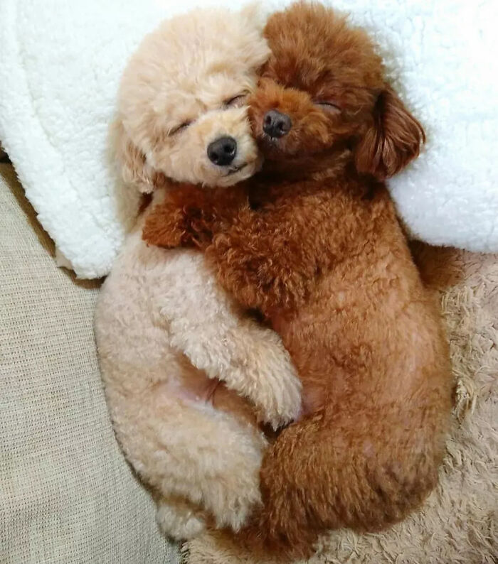 40 Puppies So Cute They’ll Totally Make You Smile (We Dare You Not To!)