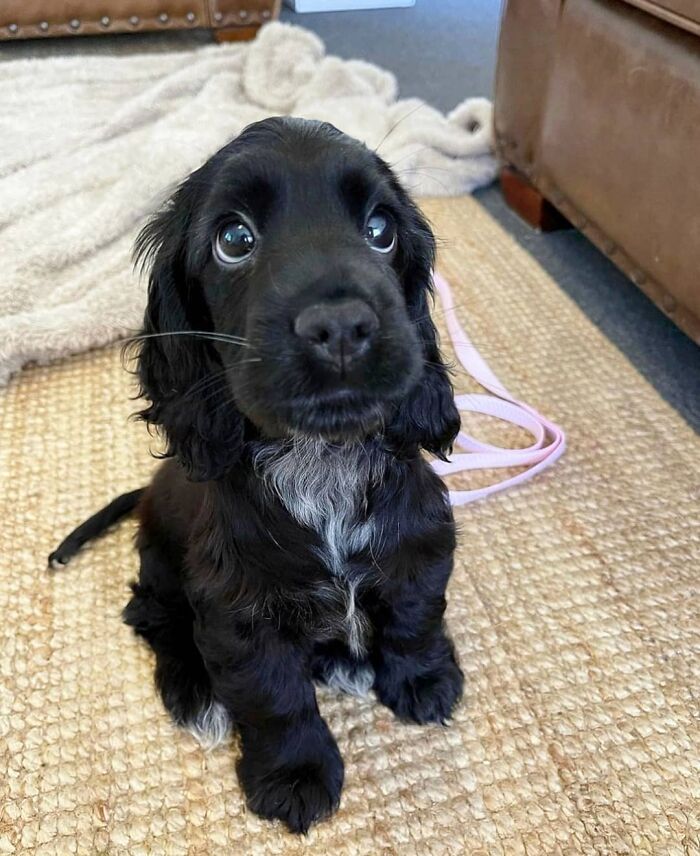 40 Puppies So Cute They’ll Totally Make You Smile (We Dare You Not To!)