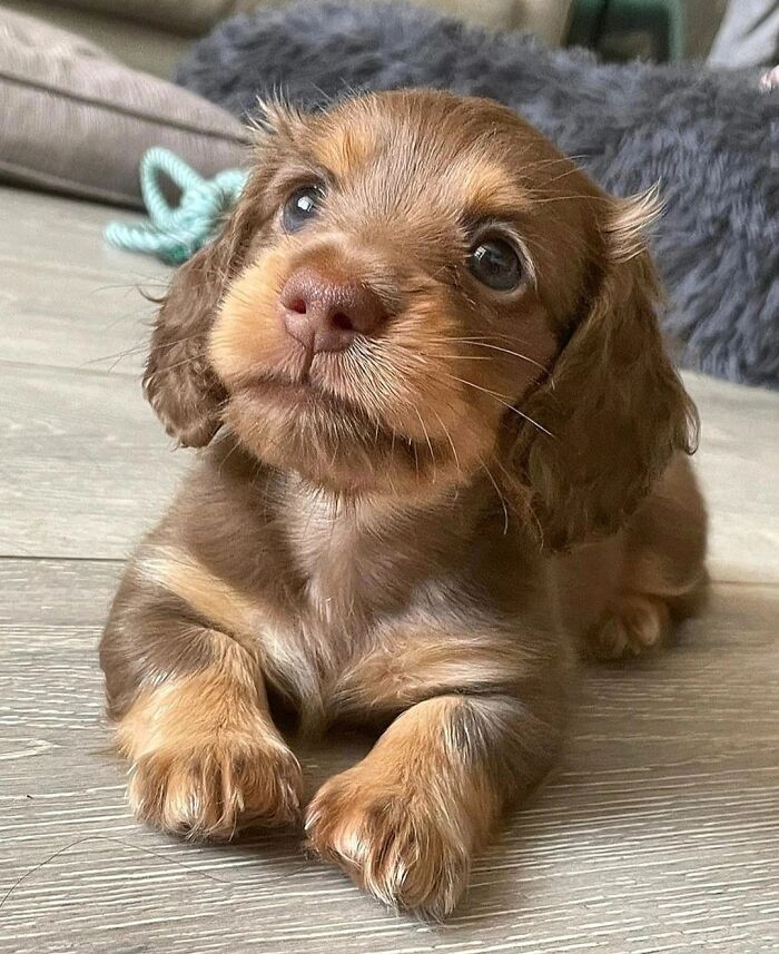 40 Puppies So Cute They’ll Totally Make You Smile (We Dare You Not To!)