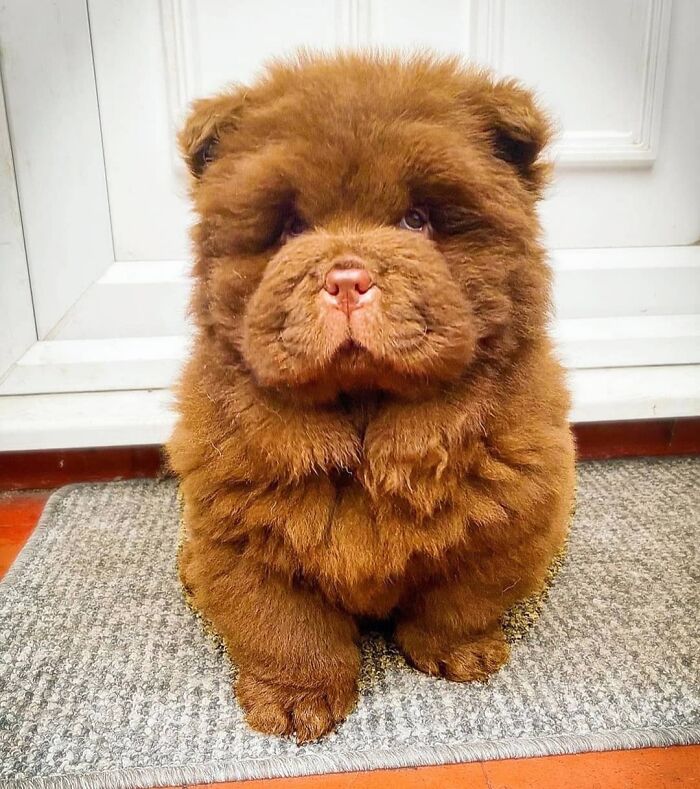 40 Puppies So Cute They’ll Totally Make You Smile (We Dare You Not To!)