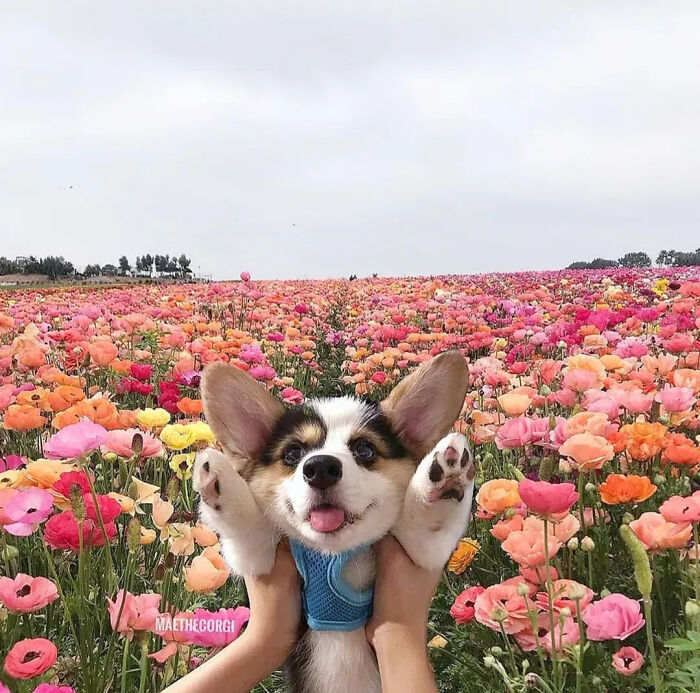 40 Puppies So Cute They’ll Totally Make You Smile (We Dare You Not To!)