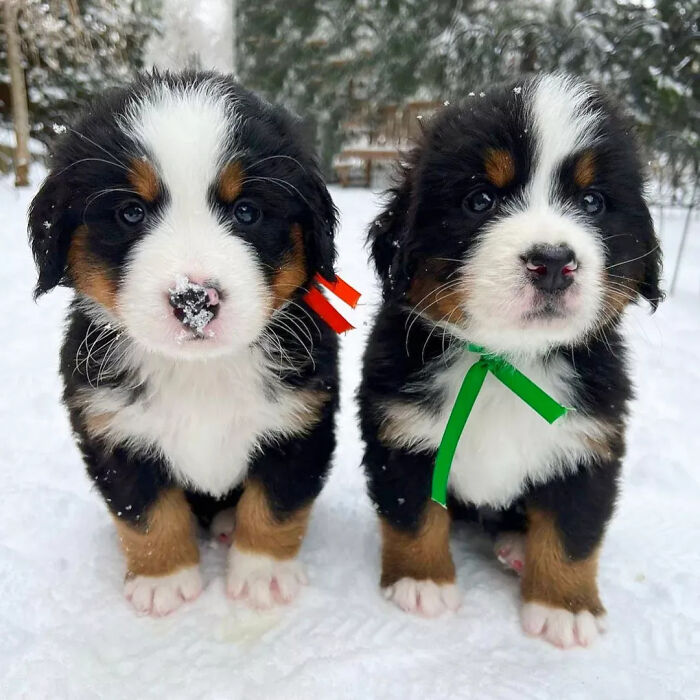 40 Puppies So Cute They’ll Totally Make You Smile (We Dare You Not To!)