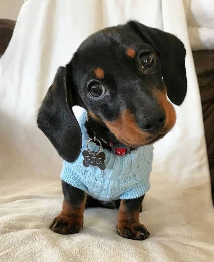 40 Puppies So Cute They’ll Totally Make You Smile (We Dare You Not To!)