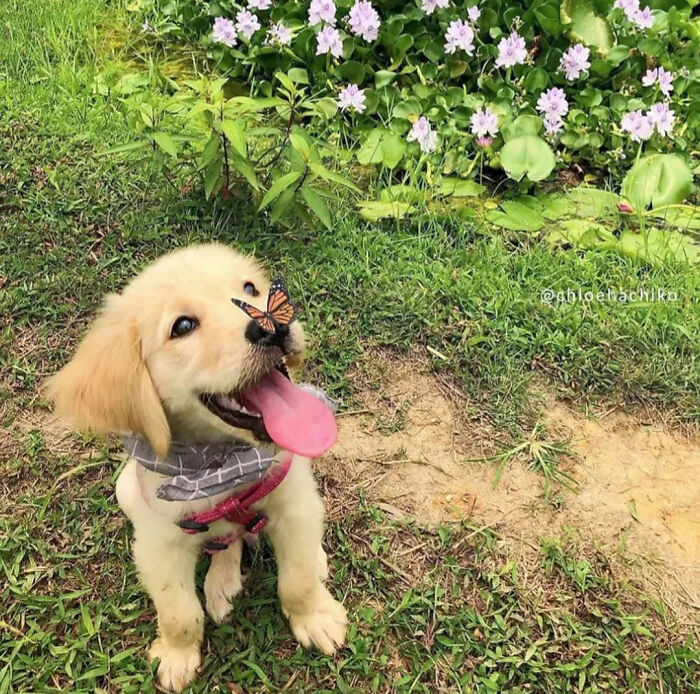 40 Puppies So Cute They’ll Totally Make You Smile (We Dare You Not To!)