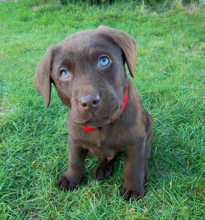 40 Puppies So Cute They’ll Totally Make You Smile (We Dare You Not To!)