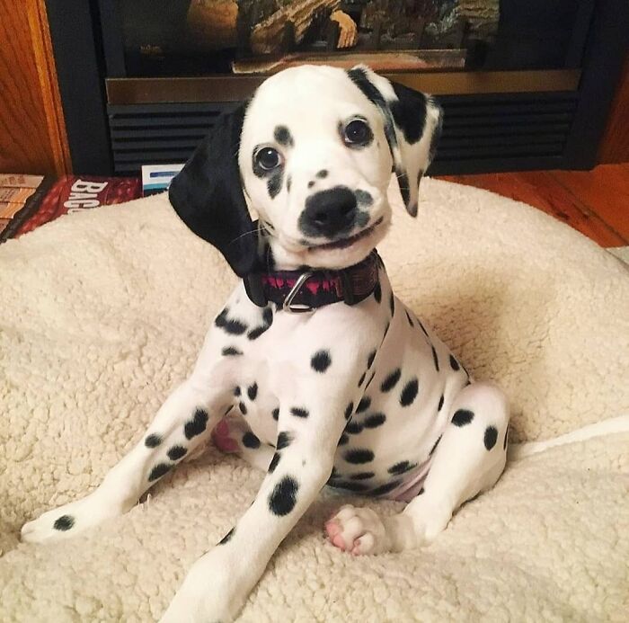 40 Puppies So Cute They’ll Totally Make You Smile (We Dare You Not To!)