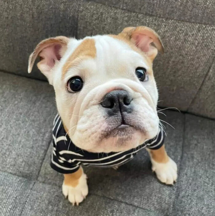 40 Puppies So Cute They’ll Totally Make You Smile (We Dare You Not To!)