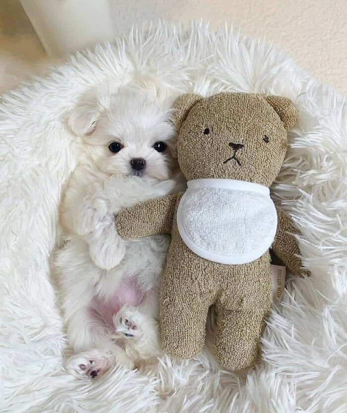 40 Puppies So Cute They’ll Totally Make You Smile (We Dare You Not To!)
