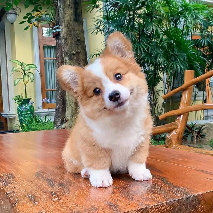 40 Puppies So Cute They’ll Totally Make You Smile (We Dare You Not To!)