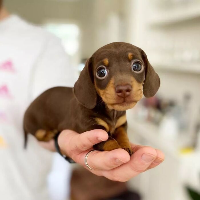 40 Puppies So Cute They’ll Totally Make You Smile (We Dare You Not To!)