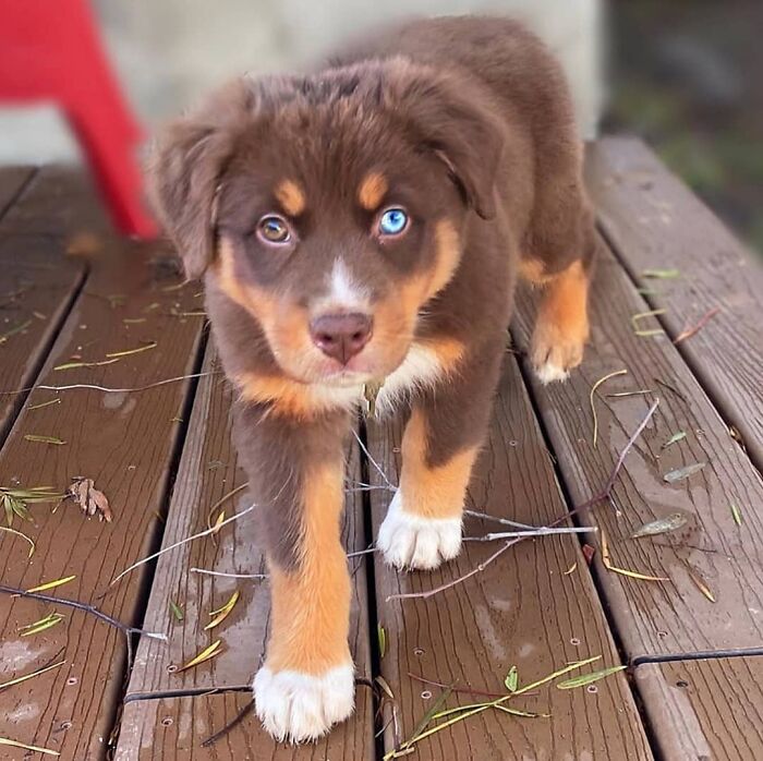 40 Puppies So Cute They’ll Totally Make You Smile (We Dare You Not To!)