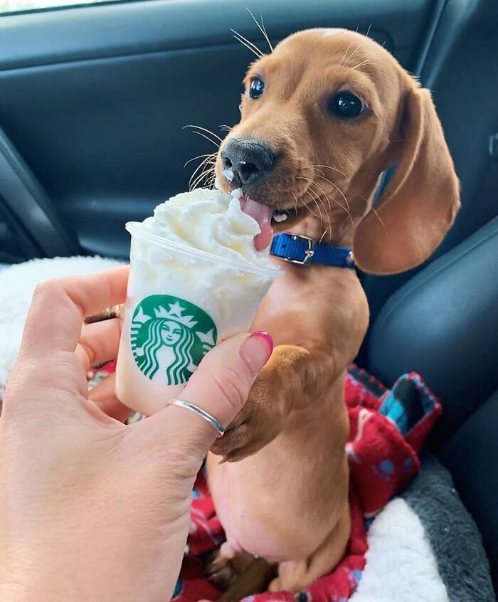 40 Puppies So Cute They’ll Totally Make You Smile (We Dare You Not To!)