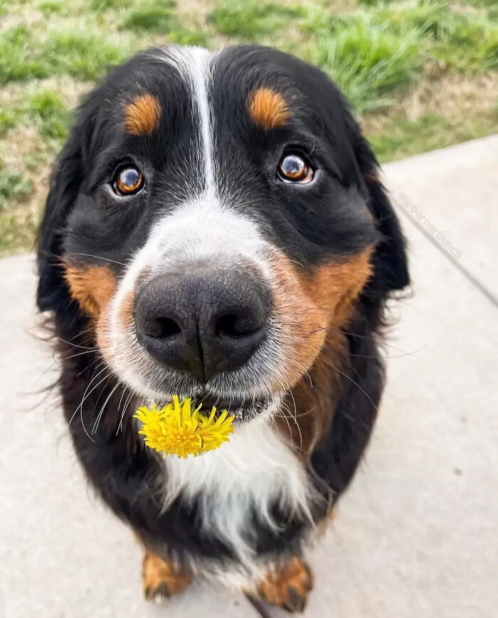 40 Puppies So Cute They’ll Totally Make You Smile (We Dare You Not To!)