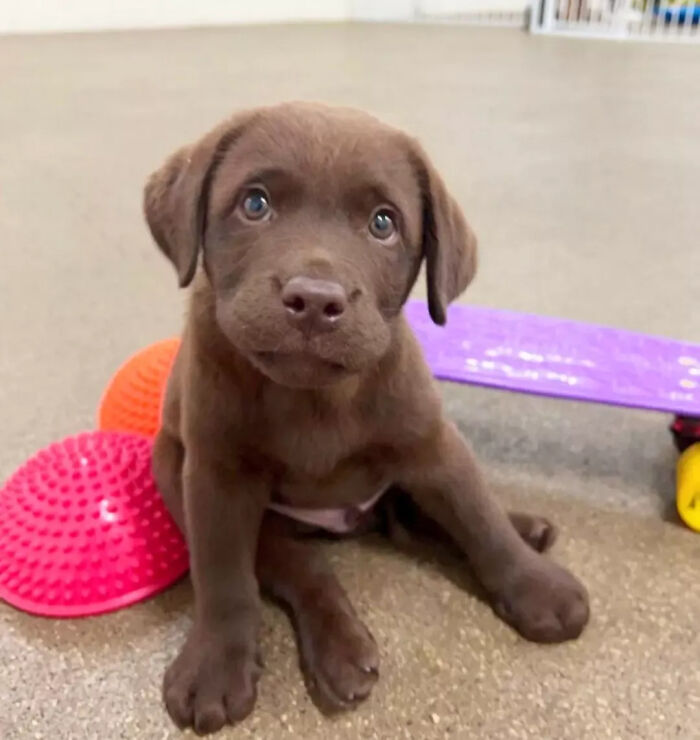 40 Puppies So Cute They’ll Totally Make You Smile (We Dare You Not To!)