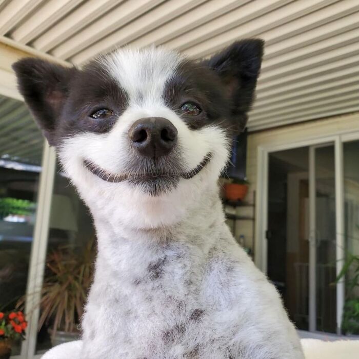 40 Puppies So Cute They’ll Totally Make You Smile (We Dare You Not To!)